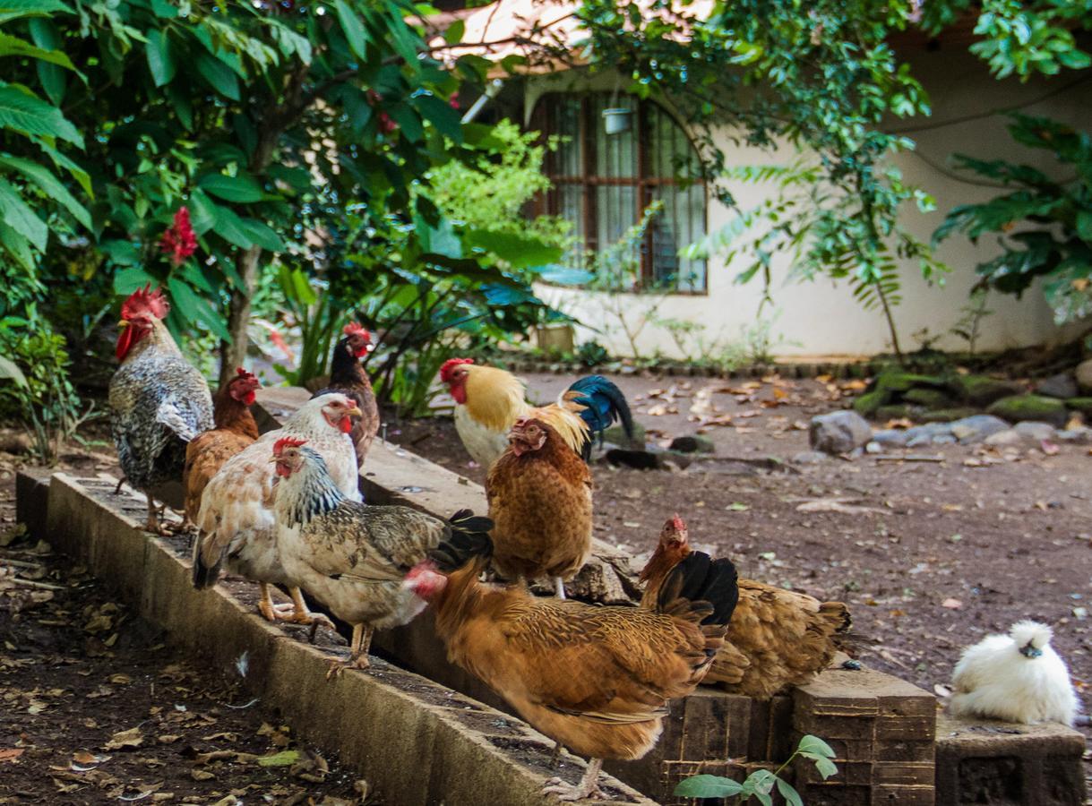 Quinta Mi Tata B&B Sardinal Kültér fotó