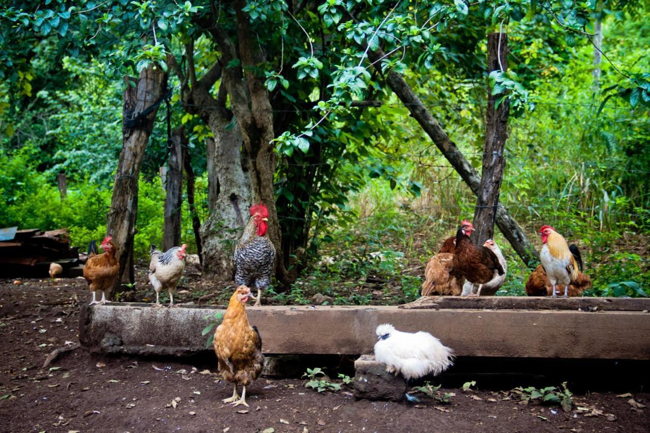Quinta Mi Tata B&B Sardinal Kültér fotó